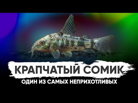 Видео: Сом Коридорас крапчатый. Содержание в аквариуме и ареал обитания