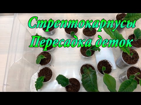 Видео: Стрептокарпусы. Пересадка деток