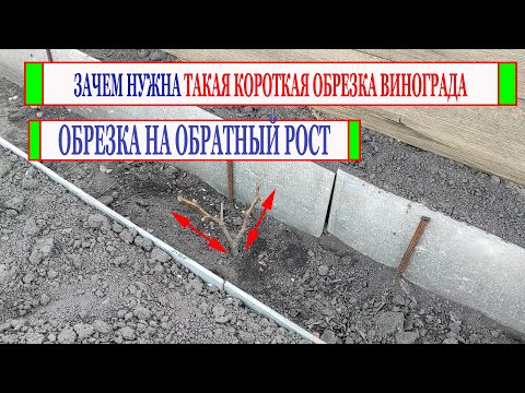 Видео: 🍇 Зачем нужна КОРОТКАЯ ОБРЕЗКА ВИНОГРАДА в первый год. Сравниваю однолетний и двухлетний виноград.