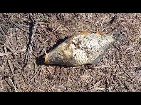 Видео: За КАРПом...Рыбалка на озере Красное...