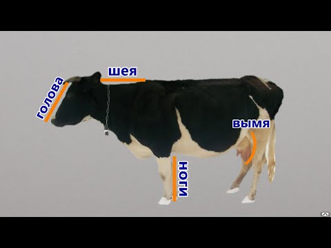 Видео: КАК КУПИТЬ КОРОВУ Часть 1//ВЫБОР КОРОВЫ, МОЛОЧНЫЕ ПРИЗНАКИ, НАШ ОПЫТ