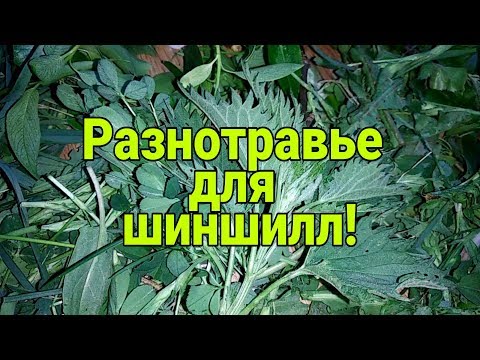 Видео: Разнотравье для шиншилл. #1