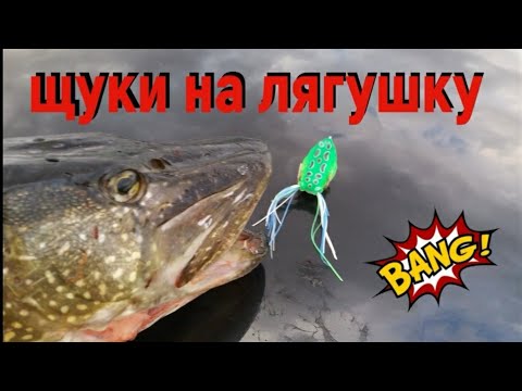 Видео: Щука на лягушку