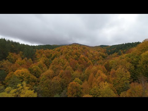 Видео: село Бук  26.10.2025 година
