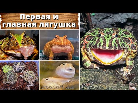 Видео: Первая и главная лягушка. Что нужно знать в начале пути? Рогатка Ceratophrys