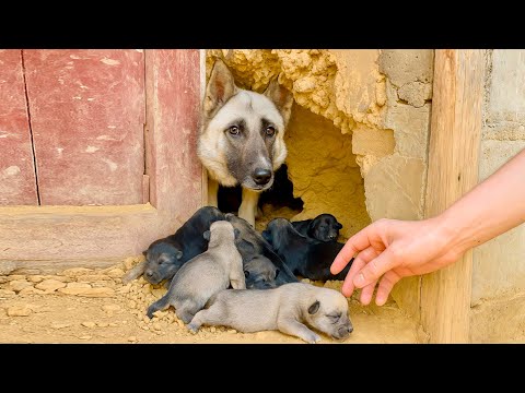 Видео: В тот момент, когда я протянул руку, реакция собаки-мамы 🐕 заставила меня замереть…🐶❤️🥰