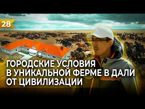 Видео: 7000+ ГОЛОВ СКОТА В ТУРГАЙСКИХ СТЕПЯХ.ЖАНИБЕК КЕНЖЕБАЕВ ОЖИВОТНОВОДСТВЕ.