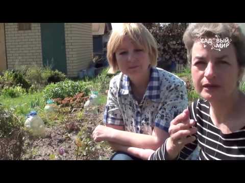 Видео: Как вырастить подснежники. Прострелы из семян.