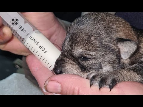 Видео: Щенки которым повезло и 600-й Mercedes из 90-х