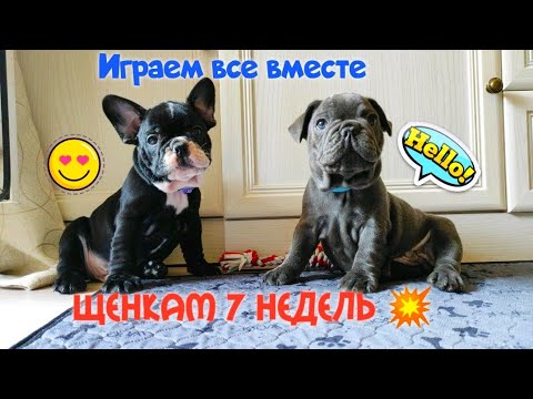 Видео: Нашим бульдожкам уже 7 недель... Карапузы быстро растут, двое щенков уже в новых семьях.