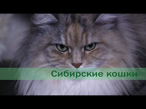 Видео: Сибирские кошки