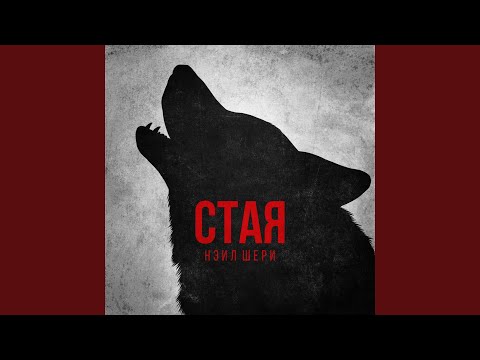 Видео: Стая