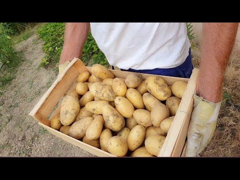 Видео: Влог из Прованса. Конец  июля. Урожай еда сад/Все, что вы любите! КАРТОШКА 🍟
