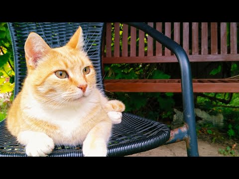 Видео: 🍁Уютная осень в маленьком доме. Тепло, спокойно и вкусно #дом #garden #жизнь 