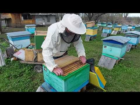 Видео: Пчеловодство № 93 Что делать, что бы пчелы не роились?  Вариант 1.