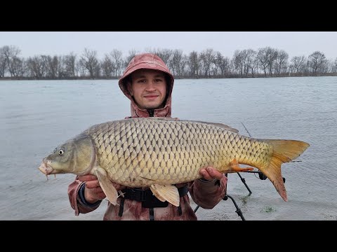 Видео: Сазан пішов! Перший трофей цього року! Роздача коропа ранньою весною 2024. Дністер