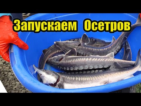 Видео: Запускаем осетров