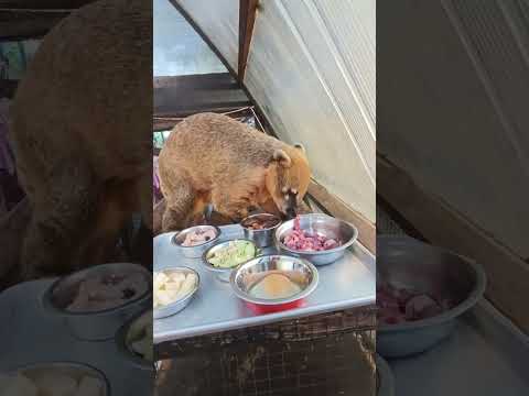 Видео: моя жизнь ради этих мордашек #енотилюша #love #тикток #animals #животные