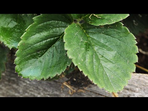 Видео: Осенняя обработка клубники от вредителей и болезней