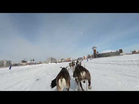 Видео: Гонки на оленьих упряжках на 5 км (мужчины), г. Якутск, 20.03.2025