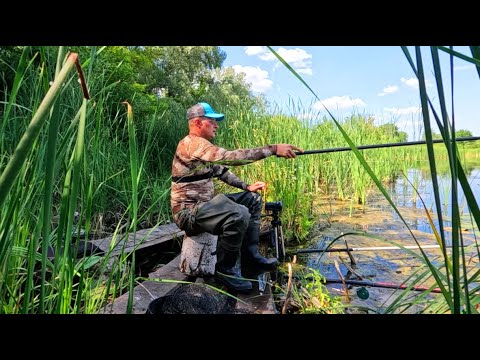 Видео: ОГО, ЦЕ СПРАВЖНІ ВЕЛЕТНІ! 🐟Рибалка на Поплавок! 🎣Ловля карася!