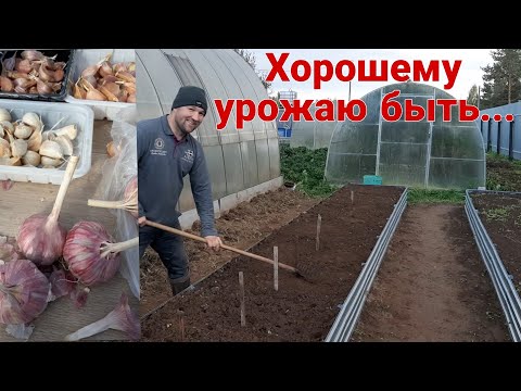 Видео: Этот способ посадки чеснока, всегда даёт хороший урожай!!!