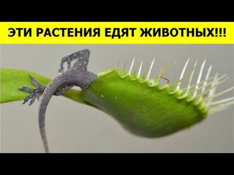 Видео: РАСТЕНИЯ, которые ЕДЯТ ЖИВОТНЫХ!!!
