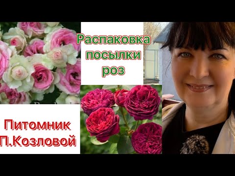 Видео: Распаковка посылки с розами от П.КОЗЛОВОЙ🌼🌸🌺Обзор роз из этого питомника(2и3 летки)(28.04.23)