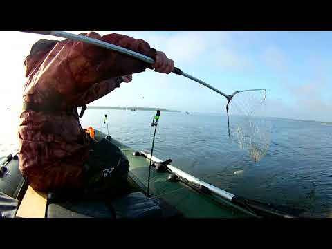 Видео: Лещ на кольцо в Сентябре. Рыбалка в Саратовской области. Чардым. 16.09.2023 г.