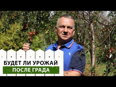 Видео: Убираем последствия града. Есть ли надежда собрать хоть какой-то урожай?