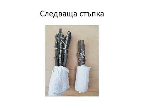 Видео: №138   Нов опит за окореняване на резници от смокиня. Rooting fig cuttings. Укоренение инжира.