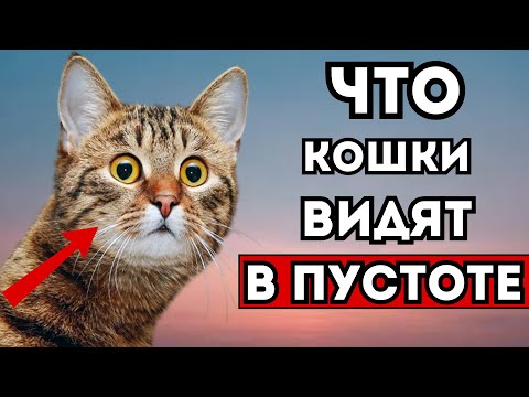 Видео: Что Кошки Видят в Пустоте? Шокирующая правда!