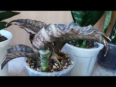 Видео: САНСЕВИЕРИИ. Обзор. Экономия места на подоконнике. 05.08.2022.