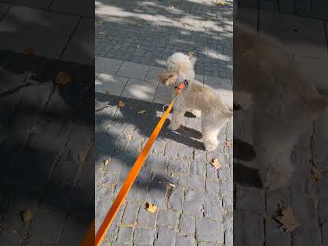 Видео: Что можно увидеть в Берлине гуляя с Балу 2025 