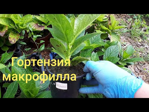 Видео: Можно ли брать осенью черенок?