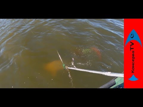 Видео: Ловля карпа (cазана) на кружки