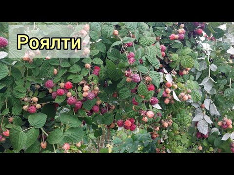Видео: Малина Роялти. Скорее всего на удаление