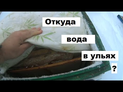 Видео: Выделение воды в ульях