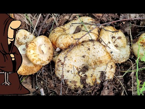 Видео: Вот они! А мы думали их нет! Мохнатые Грузди в Жару в Березовой посадке Самарская область