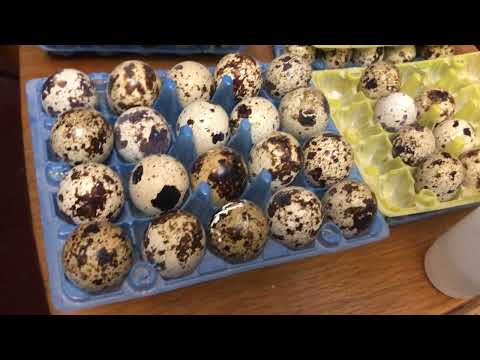 Видео: Закладаємо інкубатор. Теплуша 60 з автопереворотом