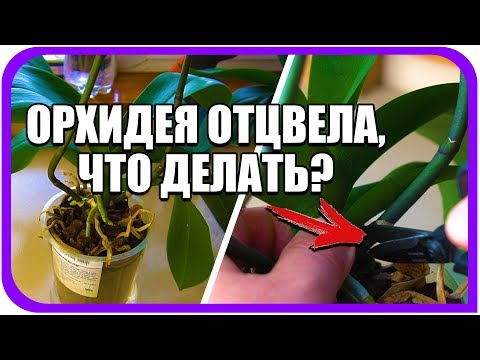 Видео: Орхидея отцвела что делать с цветоносом дальше? Домашние орхидеи.