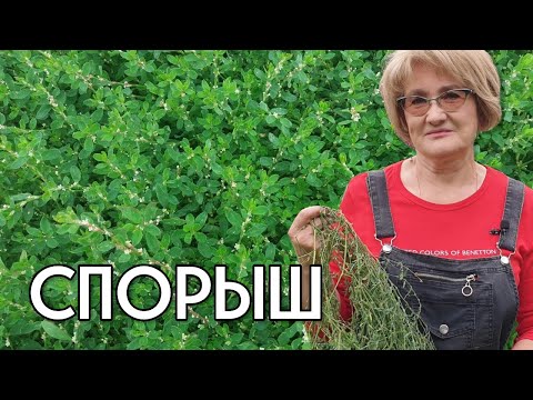 Видео: СПОРЫШ - камнедробильный и мочегонный