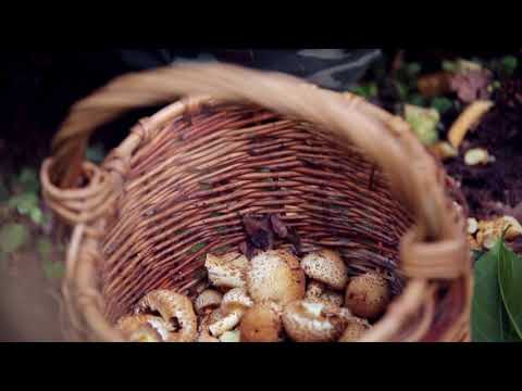 Видео: Грибной сезон. Чешуйчатка