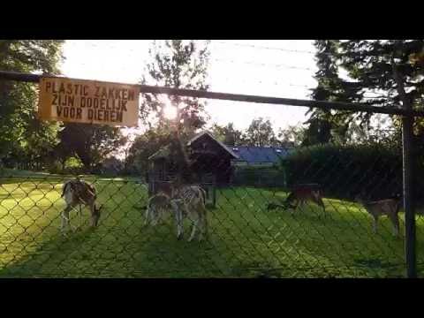 Видео: путешествии по голландии голландская деревня