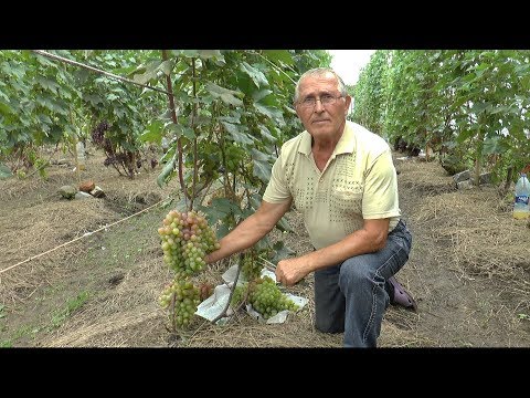 Видео: Посещение виноградника В. С. Мартёха 26 августа 2018г