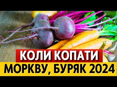 Видео: НА ДОВГЕ ЗБЕРІГАННЯ. коли копати моркву і буряк, щоб вони ДОВГО І ДОБРЕ зберігалися