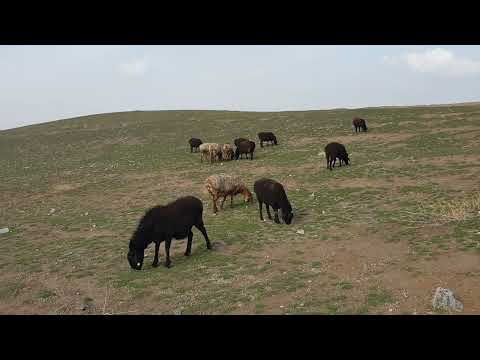 Видео: 07.02.2022 овцы на выпасе. dumba sheep hissar, gissar qoy lamb rams