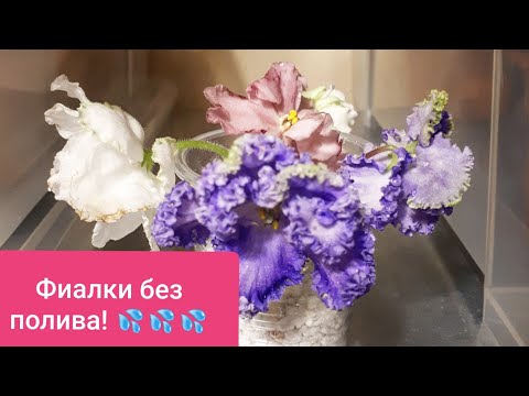 Видео: Уезжаем!😱Как сохранить Фиалки???