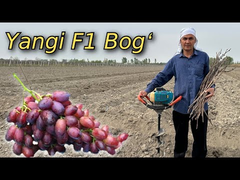 Видео: 3 Gektar F1 Uzum BOGʻ  Ekilish tartibi va oraliq masofalari (схема)