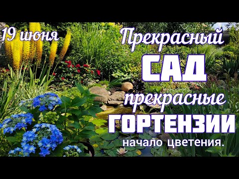 Видео: ЦВЕТЕНИЕ сада 🌞 19 июня 🌞 начало цветения ГОРТЕНЗИЙ. Френч Болеро, Сбежавшая невеста 🌞 НОВИНКИ сада